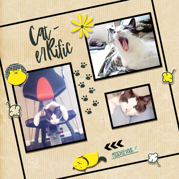 Crazy Cat