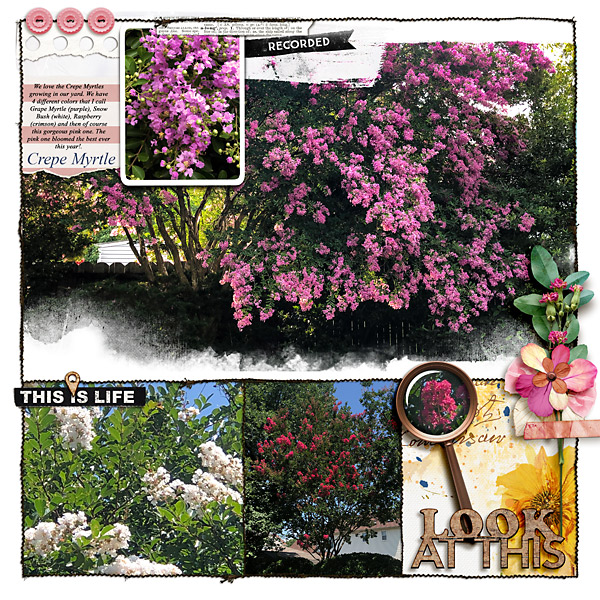 Crepe Myrtle