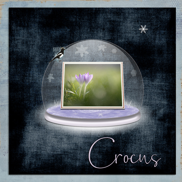 Crocus