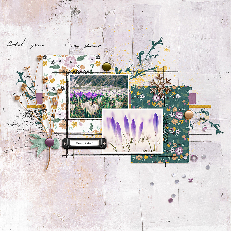 Crocus