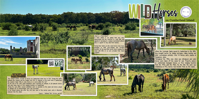 Cumberland Island Wild Horses