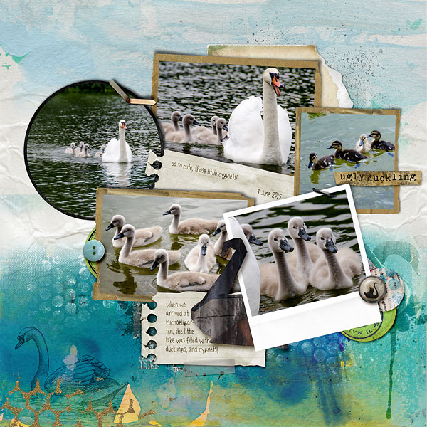 cygnets