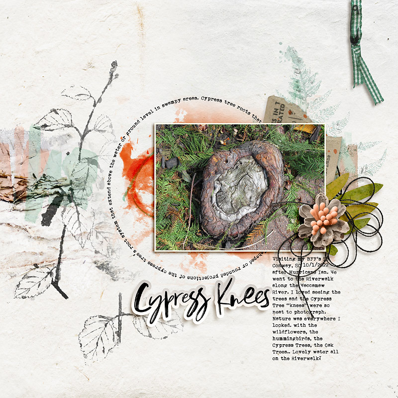 Cypress Knees