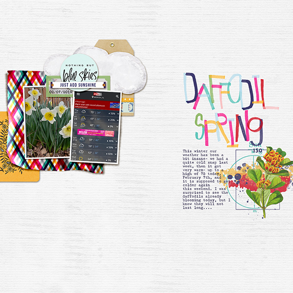 Daffodil Spring