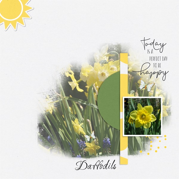 Daffodils