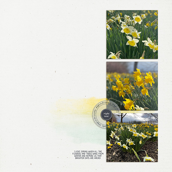 Daffodils