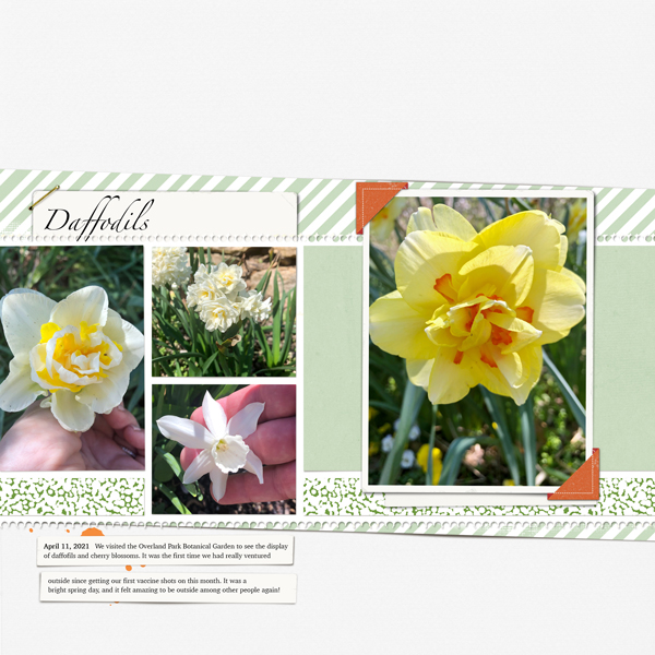 Daffodils