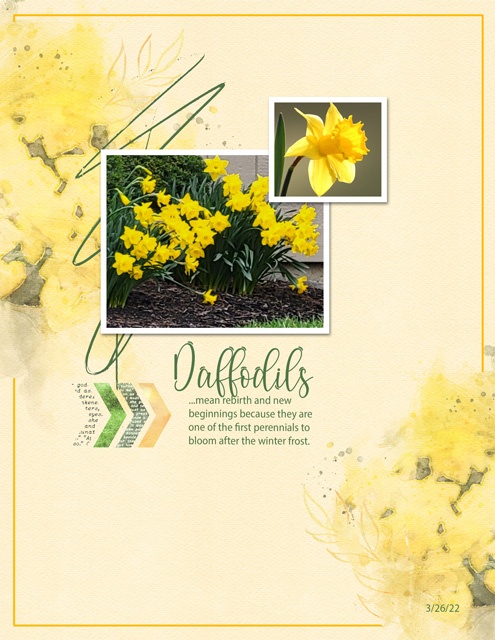Daffodils