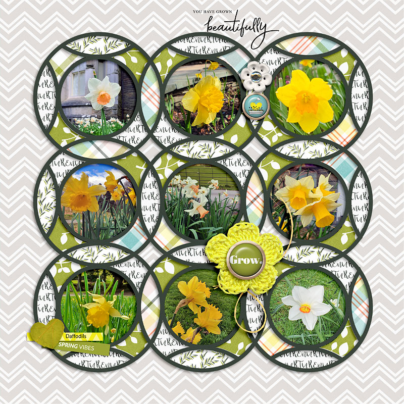 Daffodils