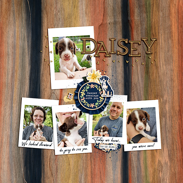 Daisey