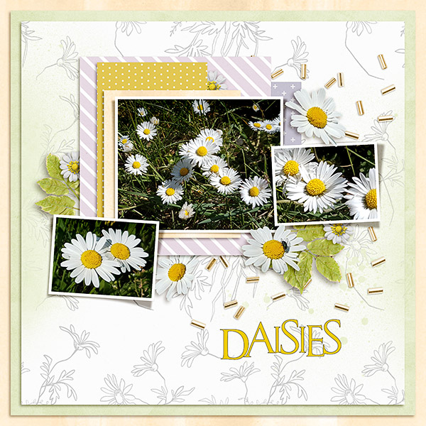 Daisies