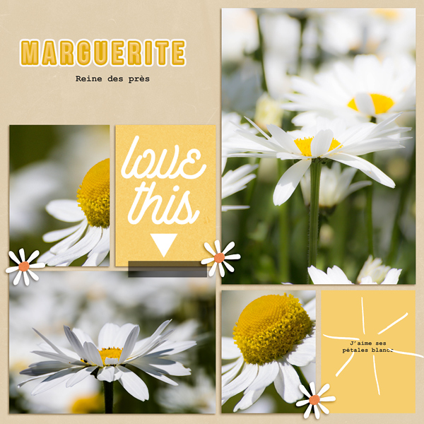 Daisies