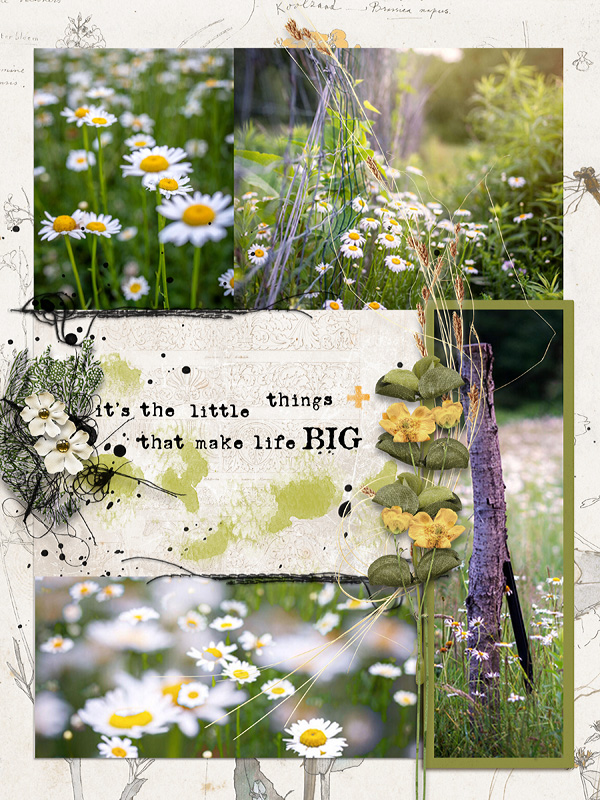 Daisies