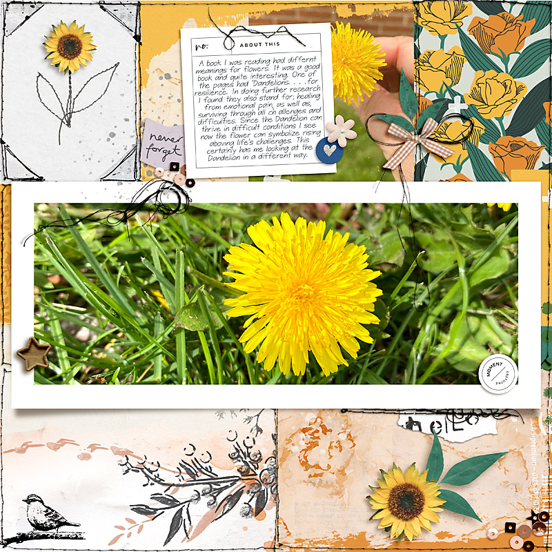Dandelions are for Resilience