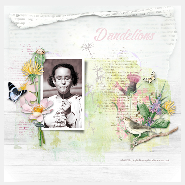 Dandelions (Kay)