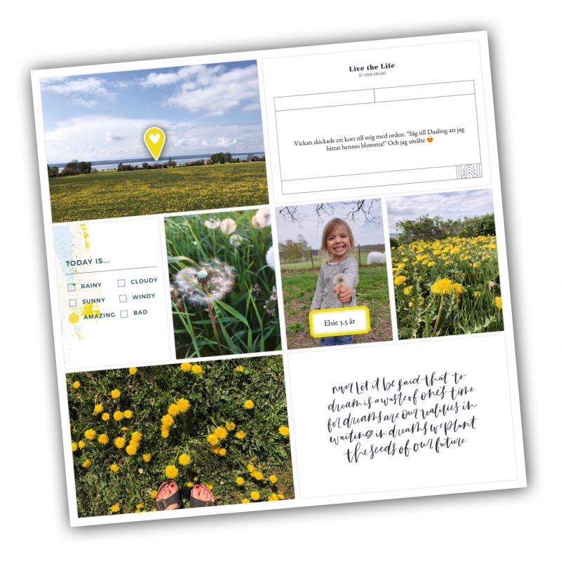 Dandelions