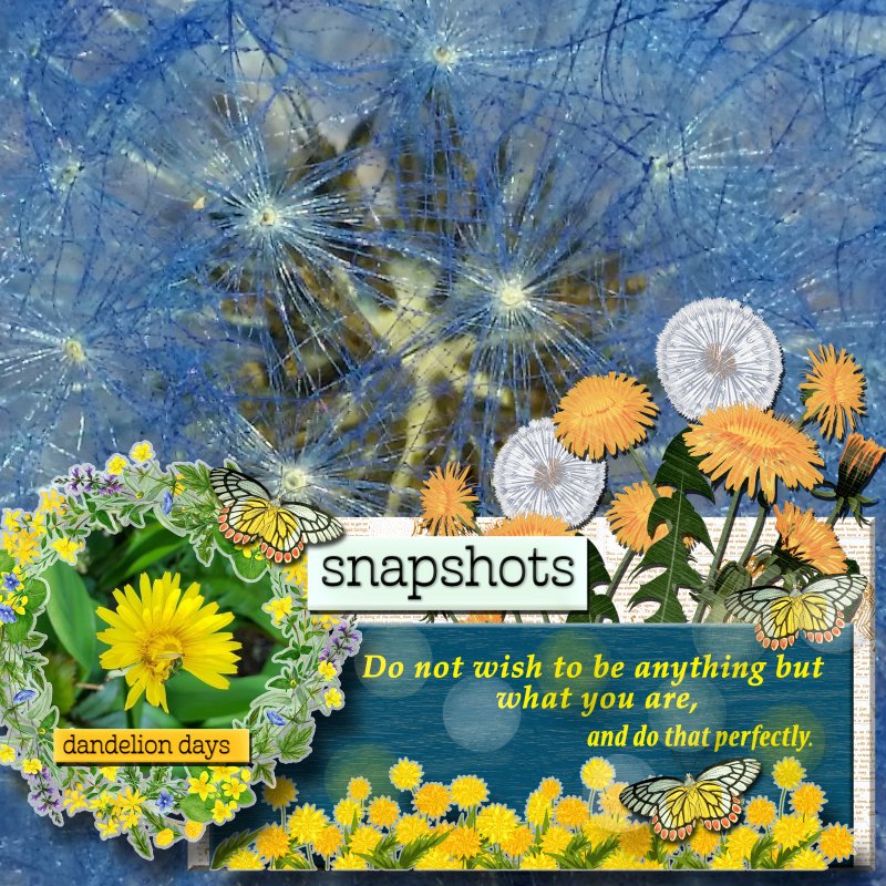 Dandelions