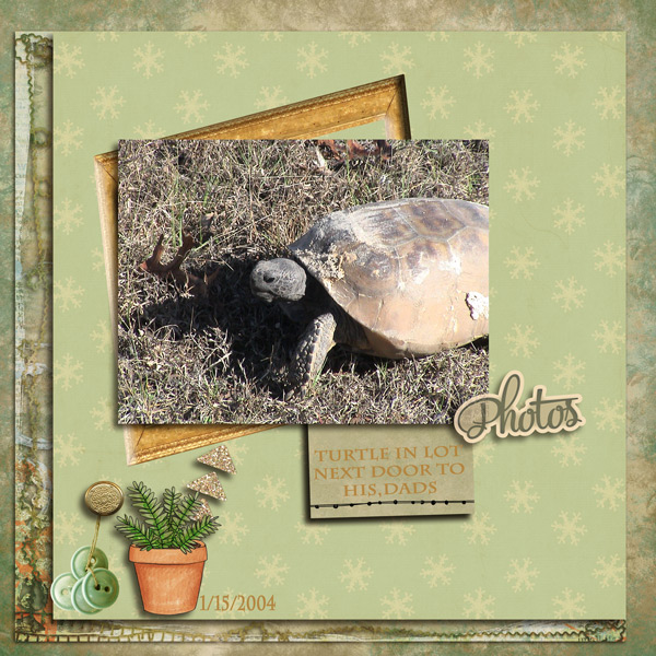 day 02 Turtle