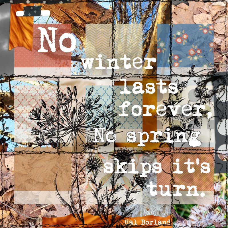 Day 16 Winter Wishing For Spring