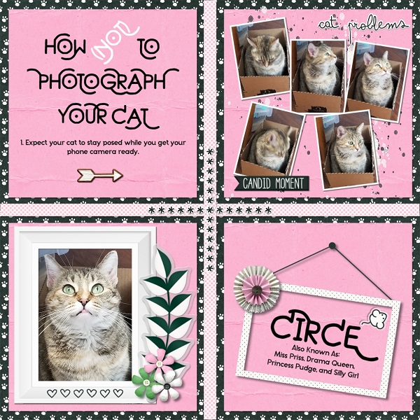 Day 6 MOC 10 How (Not) To Photograph Your Cat
