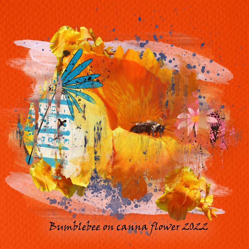 Day 8 Bumble And Canna 2022