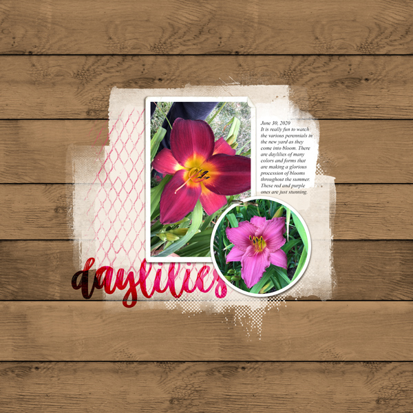 Daylilies