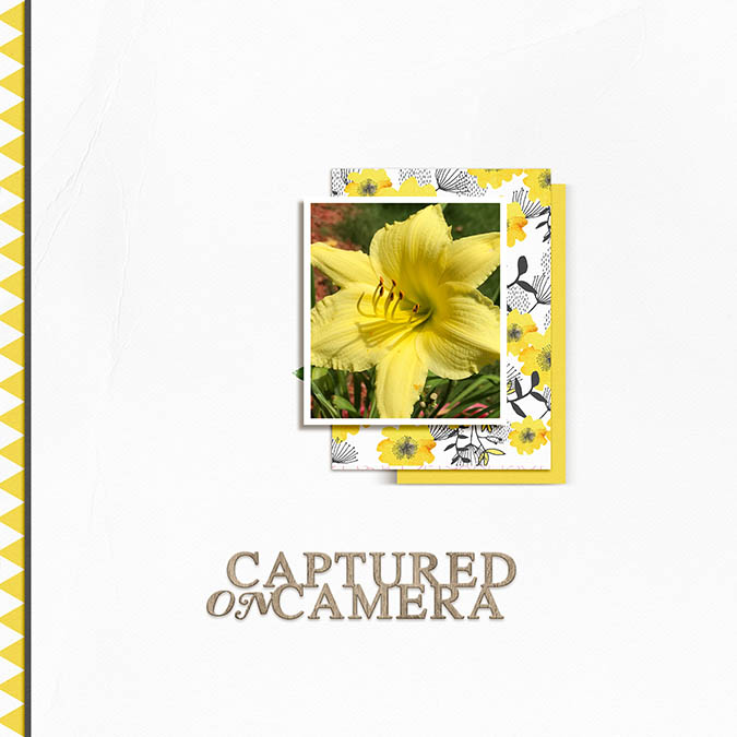 Daylily