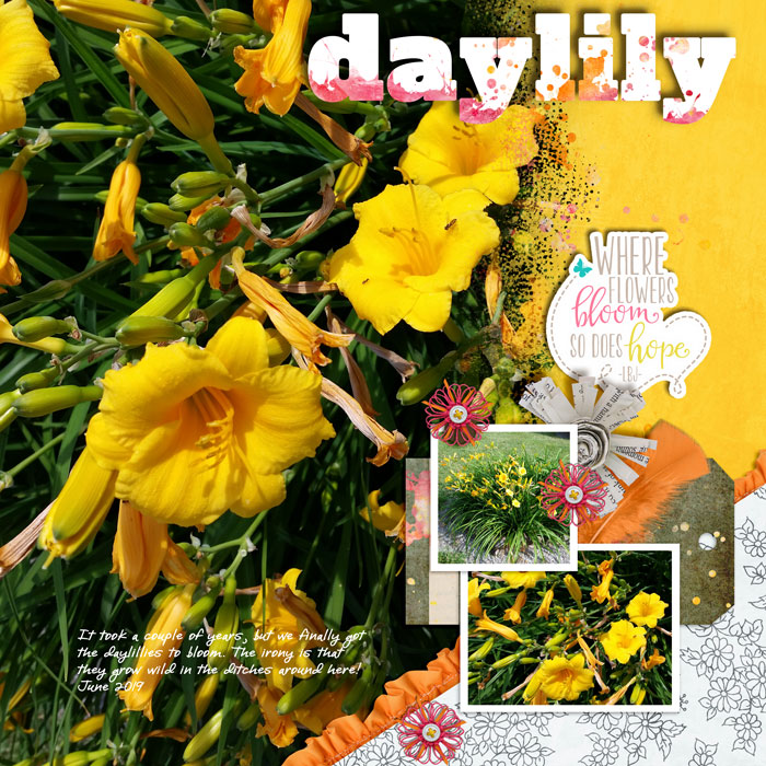 Daylily