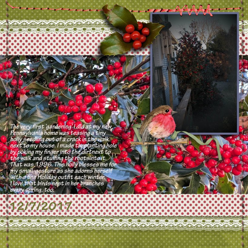 December Holly