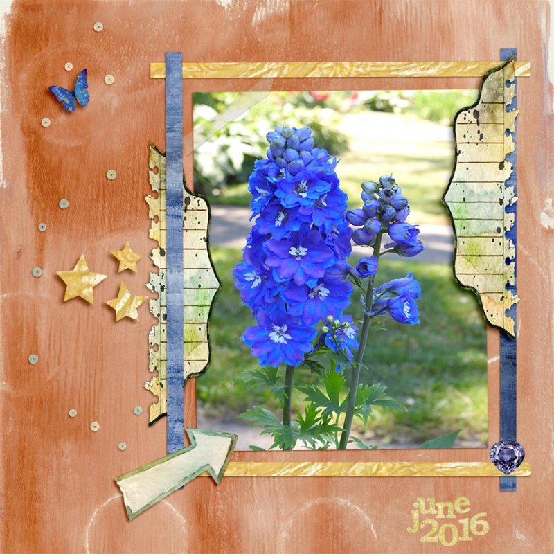 Delphinium