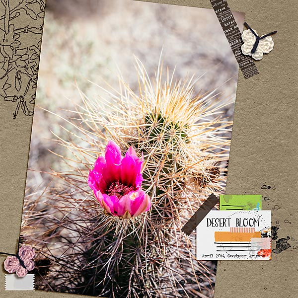 Desert Bloom