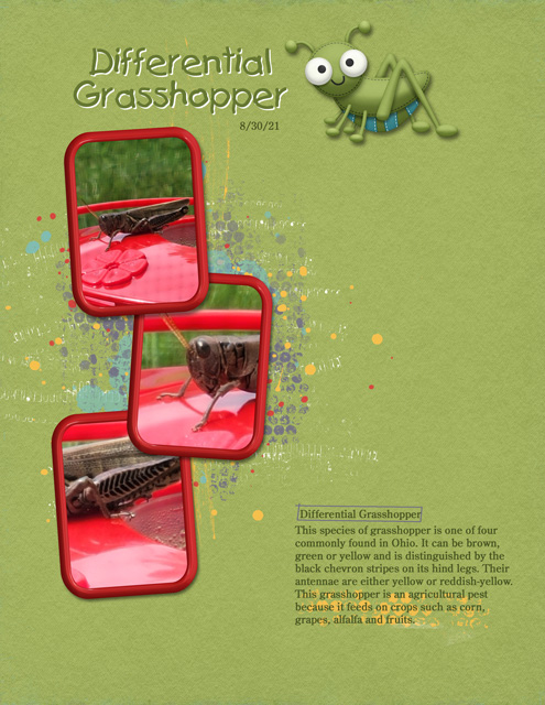 Differential-Grasshopper