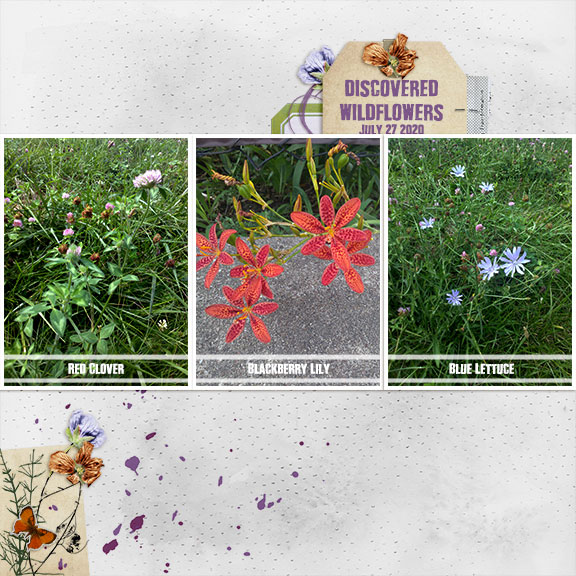 Discovered Wildflowers