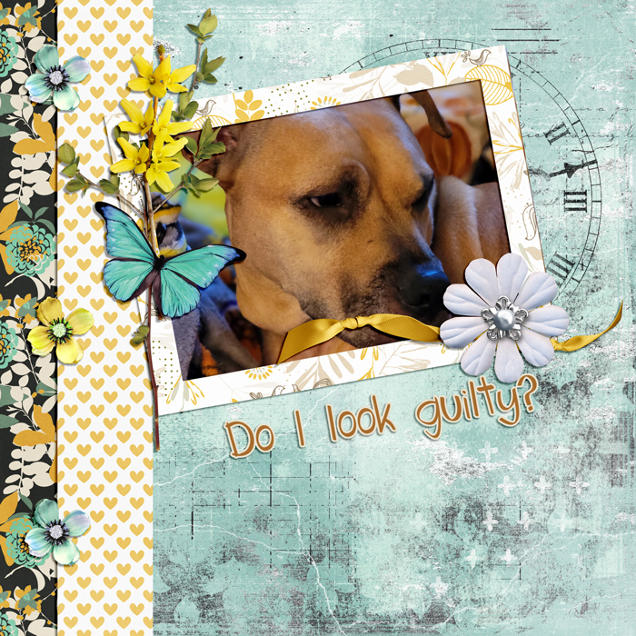 Do I Look Guilty?