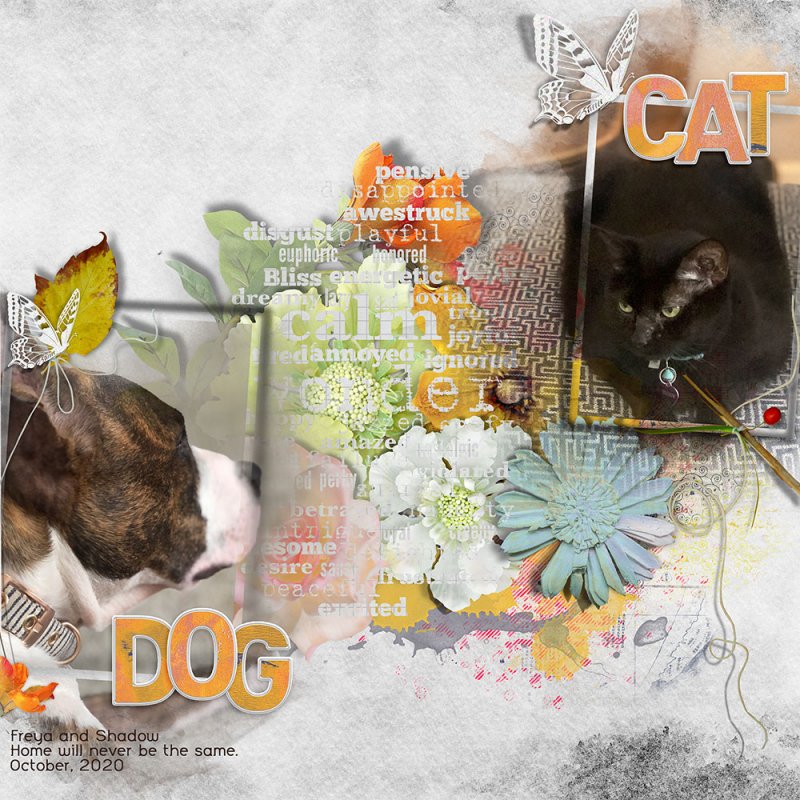 Dog - Cat