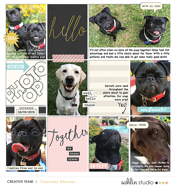 Dog Photo Shoot
