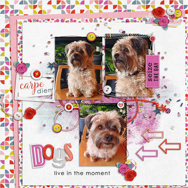 Dogs Live In The Moment