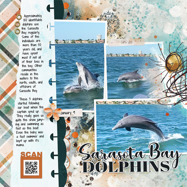 Dolphins in Sarasota Bay