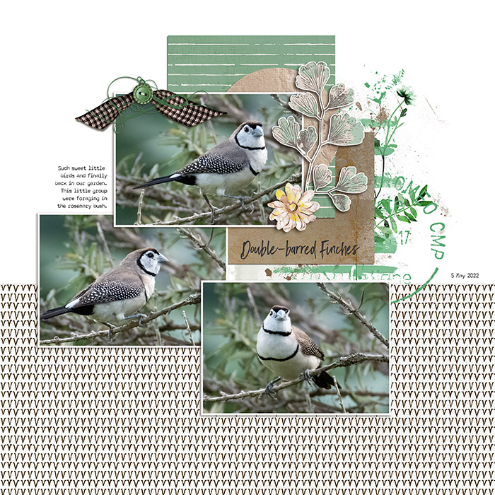 Double-barred Finches