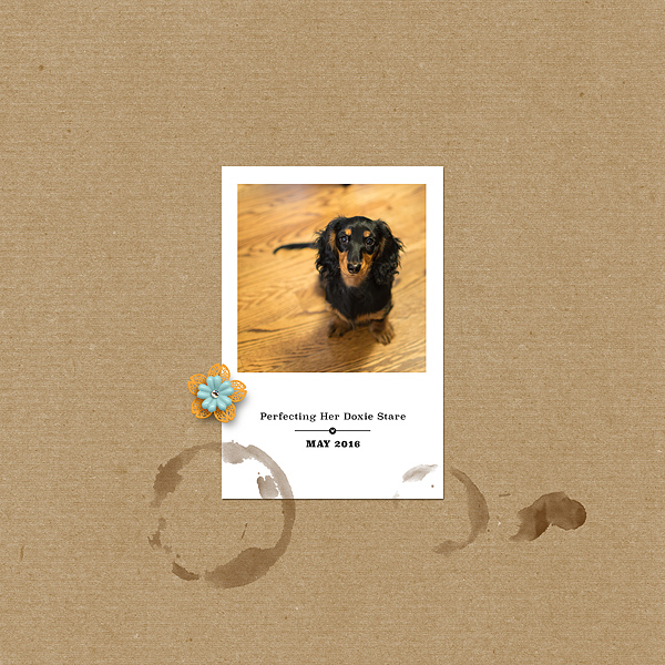 Doxie Stare