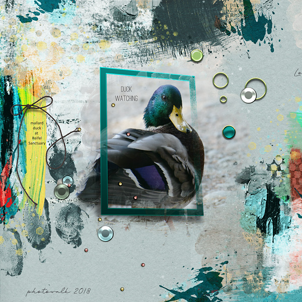 Duck Watching