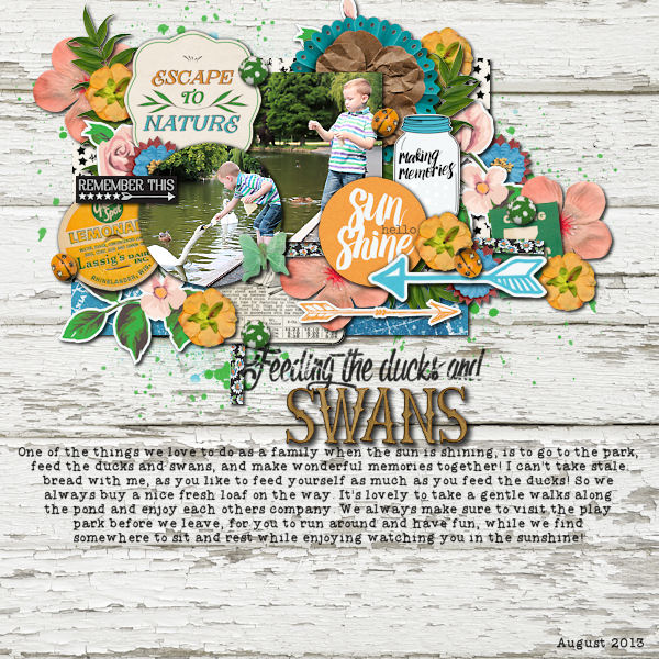 Ducks & Swans