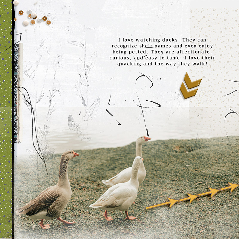 Ducks