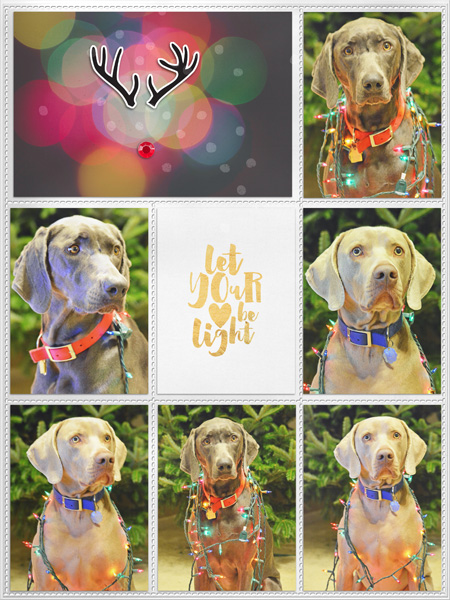 DYD 2015: Dog lights