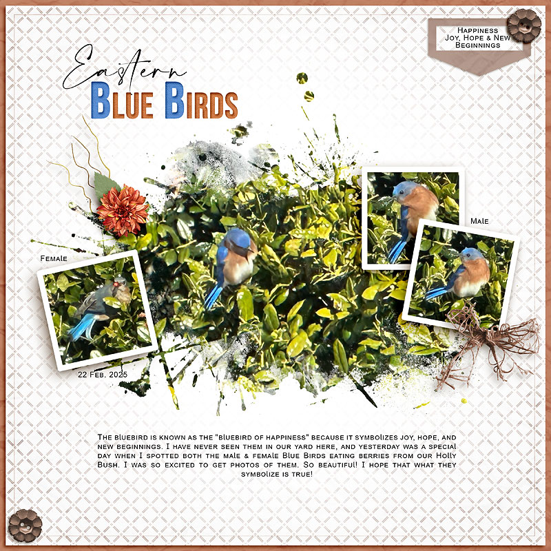 Eastern Blue Birds
