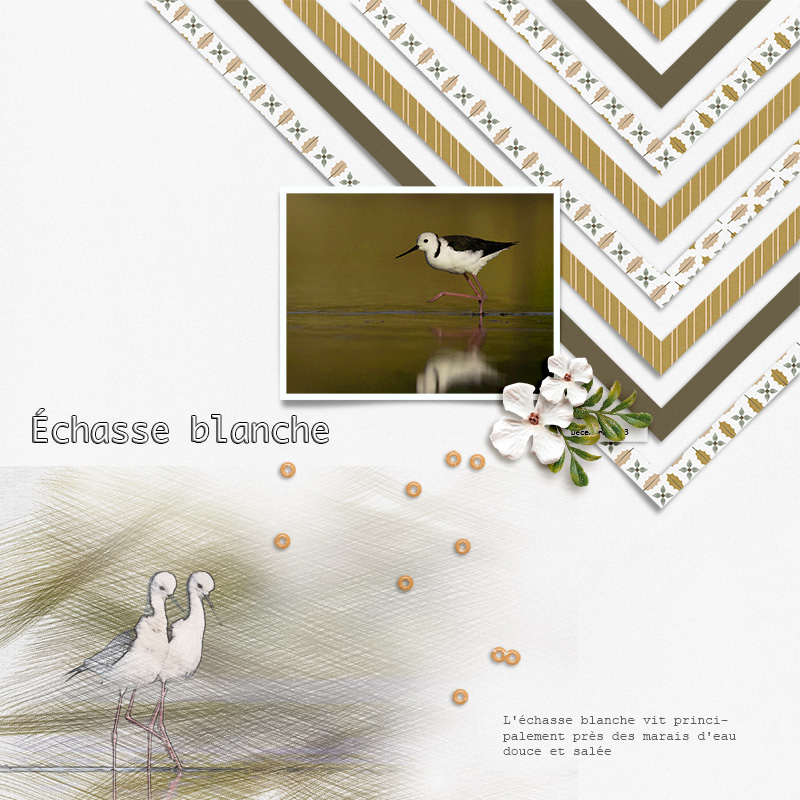 Echasse Blanche