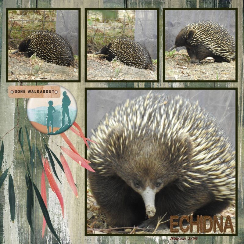 Echidna