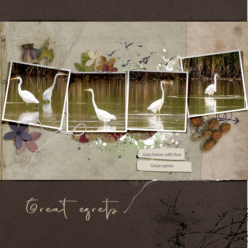 Egrets