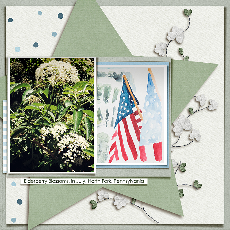 elderberry blossoms in July