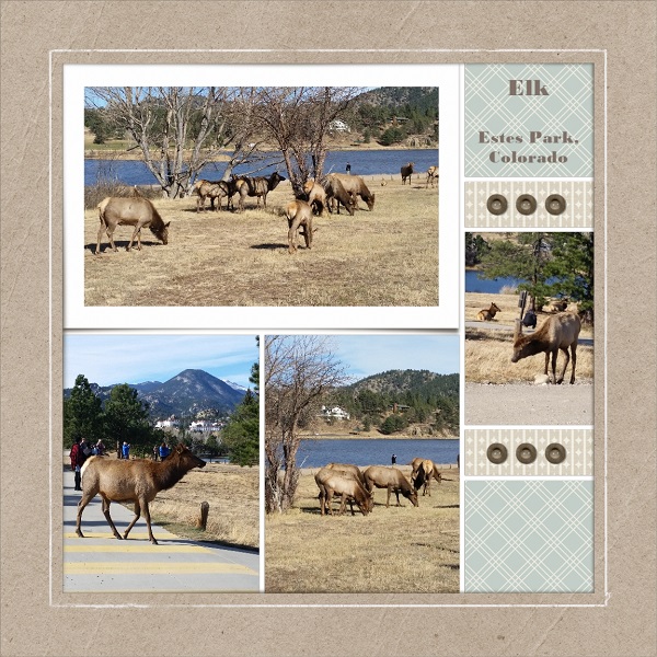 Elk In Estes Park